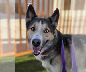 Siberian Husky-Unknown Mix Dogs for adoption in Las Vegas, NV, USA