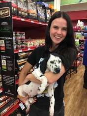 Medium Photo #1 Dalmatian-Unknown Mix Puppy For Sale in Nashville, TN, USA