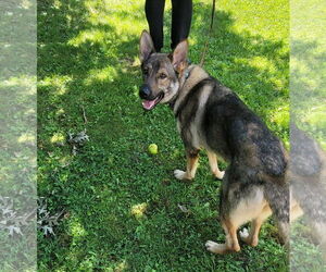 German Shepherd Dog Dogs for adoption in Oakhurst, NJ, USA