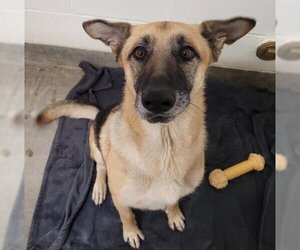 German Shepherd Dog-Unknown Mix Dogs for adoption in Jackson, CA, USA