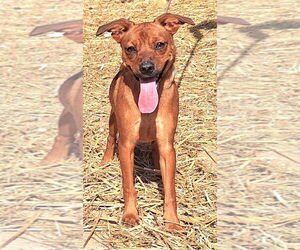 Mutt Dogs for adoption in Wetumpka, AL, USA