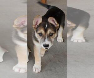 Mutt Dogs for adoption in Buckeye, AZ, USA