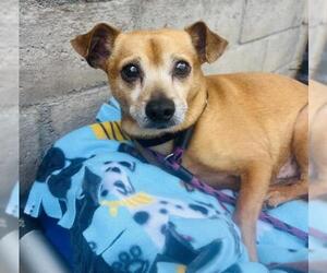 Chihuahua Dogs for adoption in Santa Barbara, CA, USA