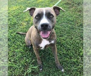 American Staffordshire Terrier Dogs for adoption in Denison, TX, USA