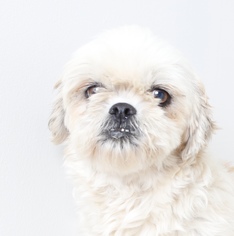 Medium Photo #1 Shih Tzu Puppy For Sale in Eden Prairie, MN, USA