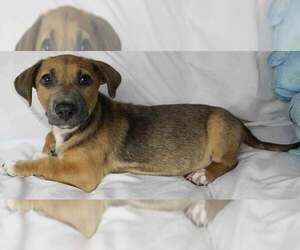 Pembroke Welsh Corgi-Unknown Mix Dogs for adoption in Princeton, MN, USA