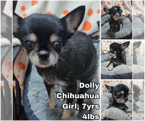 Chihuahua Dogs for adoption in Seattle, WA, USA