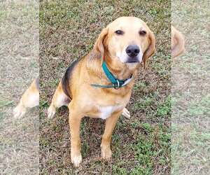 Mutt Dogs for adoption in Magnolia Springs, AL, USA