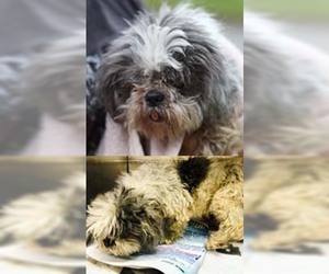 Shih Tzu Dogs for adoption in Chantilly, VA, USA