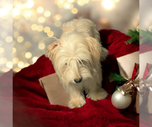 Mutt Dogs for adoption in Vail, AZ, USA