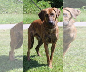 Catahoula Leopard Dog-Unknown Mix Dogs for adoption in Prattville, AL, USA