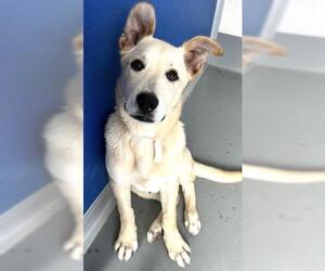 Labrador Retriever-Unknown Mix Dogs for adoption in Visalia, CA, USA