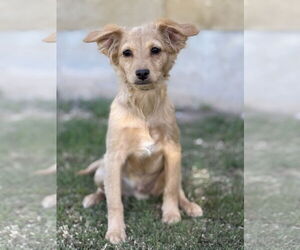 Spaniel-Unknown Mix Dogs for adoption in PIPE CREEK, TX, USA