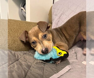 American Bulldog-Unknown Mix Dogs for adoption in Muskegon, MI, USA