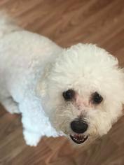 Bichon Frise Dogs for adoption in Blakeslee, PA, USA