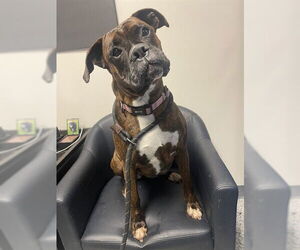 Boxer Dogs for adoption in Lee's Summit, MO, USA