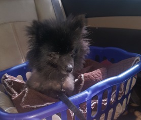 Medium Photo #1 Pomeranian-Unknown Mix Puppy For Sale in Bellbrook, OH, USA