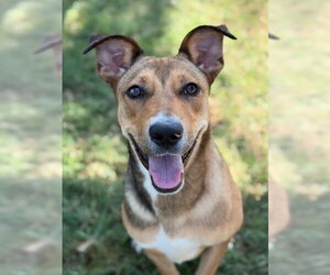 Mutt Dogs for adoption in Canton, CT, USA