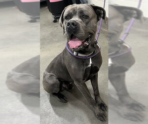 Mutt Dogs for adoption in Forestville, MD, USA