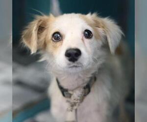 Mutt Dogs for adoption in San Antonio, TX, USA