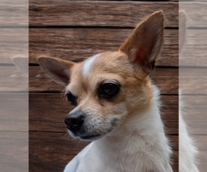 Chihuahua Dogs for adoption in Caldwell, NJ, USA