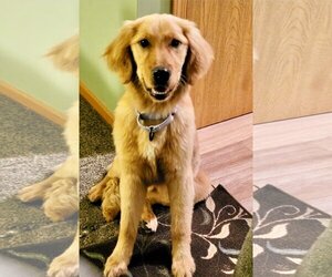 Golden Retriever Dogs for adoption in Omaha, NE, USA