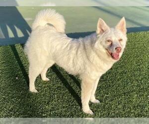 Imo-Inu Dogs for adoption in Agoura Hills, CA, USA