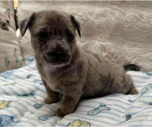 Jack-A-Bee Dogs for adoption in Princeton, MN, USA