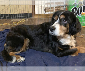 Cavalier King Charles Spaniel Dogs for adoption in Dripping Springs, TX, USA