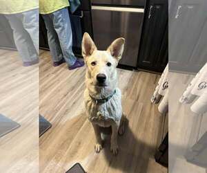 Unknown-white german shepherd Mix Dogs for adoption in Hoffman Estates, IL, USA