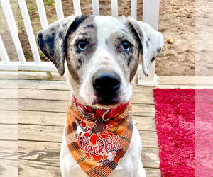 Catahoula Leopard Dog-Unknown Mix Dogs for adoption in Canton, CT, USA
