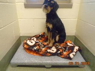 Welsh Terrier Dogs for adoption in Lee's Summit, MO, USA