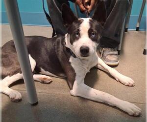 Siberian Husky Dogs for adoption in Houston, TX, USA