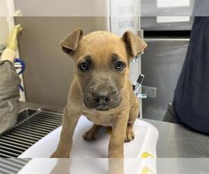 American Pit Bull Terrier-Unknown Mix Dogs for adoption in Visalia, CA, USA