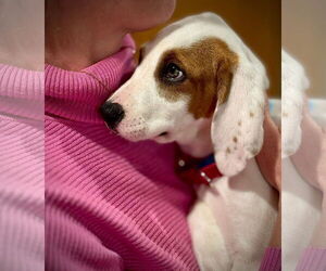 Australian Shepherd-Unknown Mix Dogs for adoption in New London, WI, USA