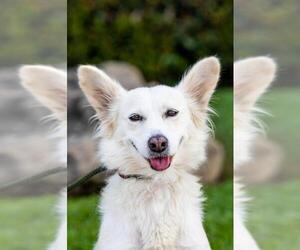 Australian Eskimo Dogs for adoption in El Cajon, CA, USA