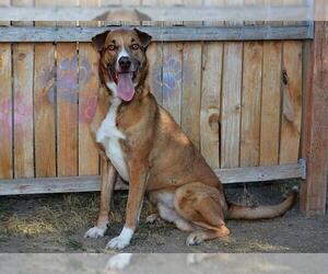 German Shepherd Dog-Unknown Mix Dogs for adoption in West Valley, UT, USA