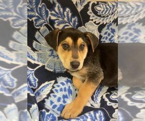 German Shepherd Dog-Unknown Mix Dogs for adoption in HESPERIA, CA, USA