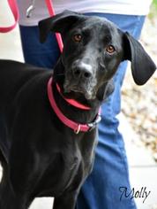 Labrador Retriever-Unknown Mix Dogs for adoption in Menominee, MI, USA