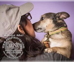 Chug Dogs for adoption in Newport, KY, USA