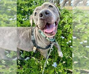 American Pit Bull Terrier Dogs for adoption in Santa Maria, CA, USA