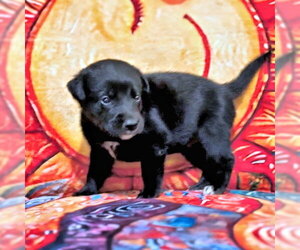 Golden Retriever-Unknown Mix Dogs for adoption in Rutherfordton, NC, USA