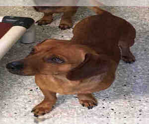 Medium Photo #1 Dachshund Puppy For Sale in Lodi, CA, USA