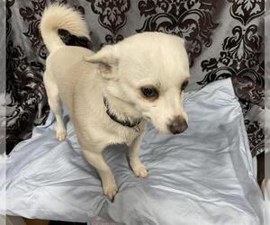Chihuahua Dogs for adoption in Modesto, CA, USA