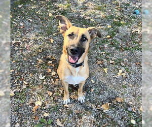Mutt Dogs for adoption in Lake City, MI, USA