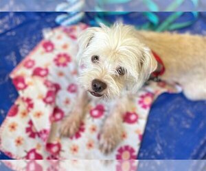 Cairn Terrier-Lhasa Apso Mix Dogs for adoption in Phoenix, AZ, USA