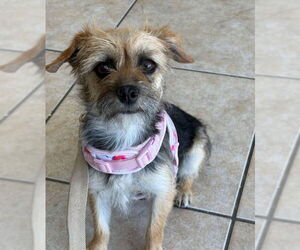 Mutt Dogs for adoption in Grafton, WI, USA