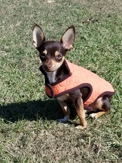 Chihuahua Dogs for adoption in Statesboro, GA, USA