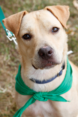 Labrador Retriever-Unknown Mix Dogs for adoption in Washington, DC, USA