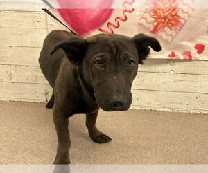 Chinese Shar-Pei-Unknown Mix Dogs for adoption in San Bernardino, CA, USA